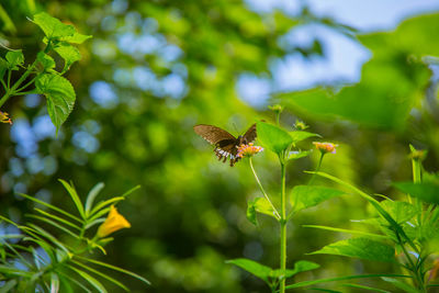 Close-up of butterfly pollinating flower