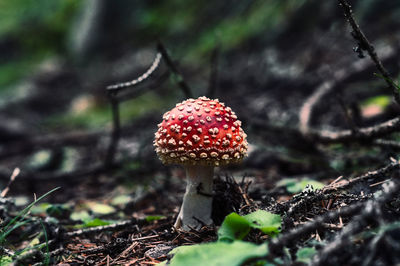 Close-up of fly agaric mushroom on field