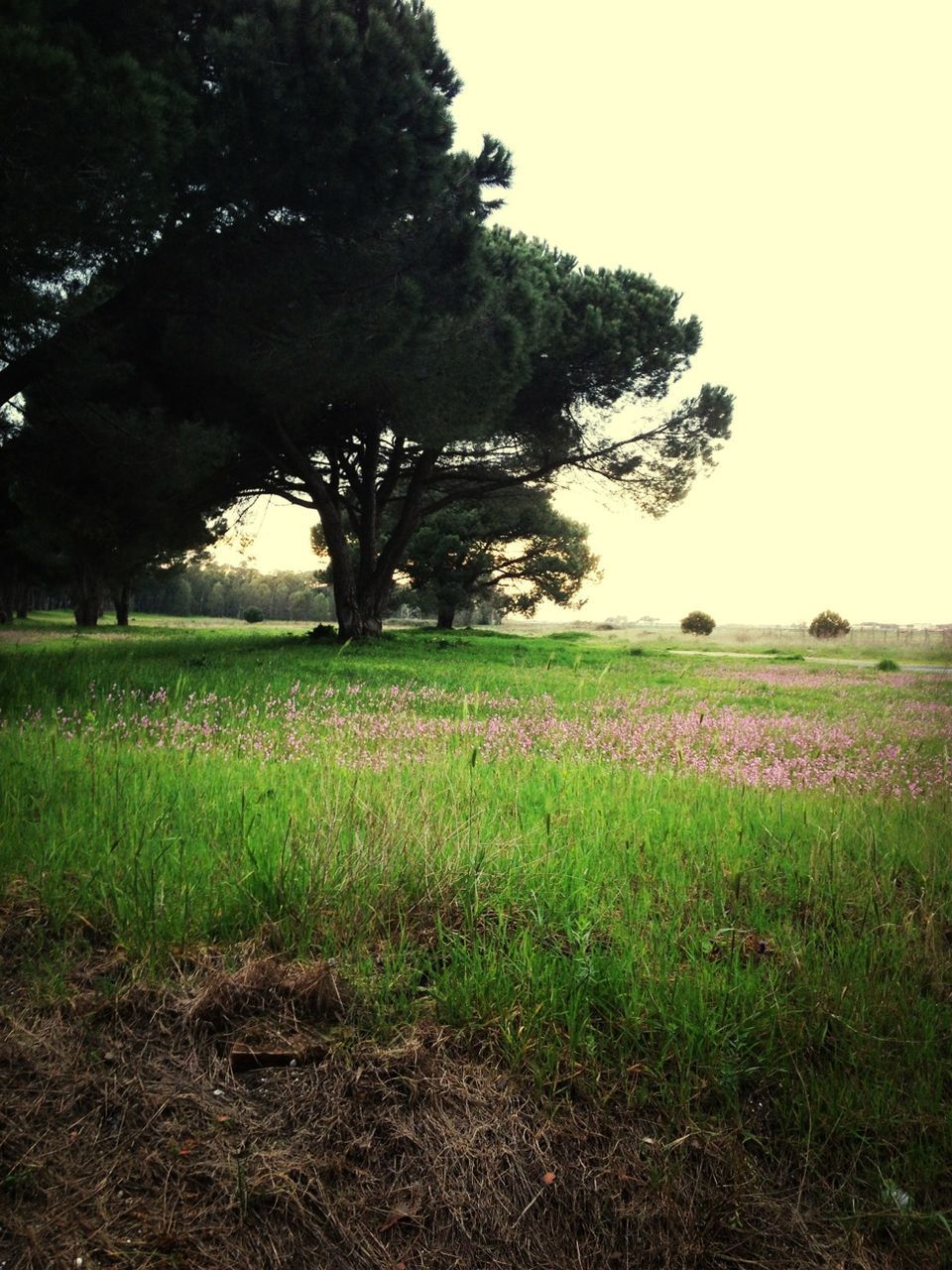 grass, field, growth, tree, tranquility, tranquil scene, landscape, clear sky, green color, grassy, nature, beauty in nature, scenics, sky, plant, day, rural scene, no people, outdoors, meadow