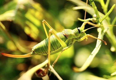 Close-up of insect on plant