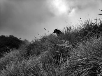 Grass in a field