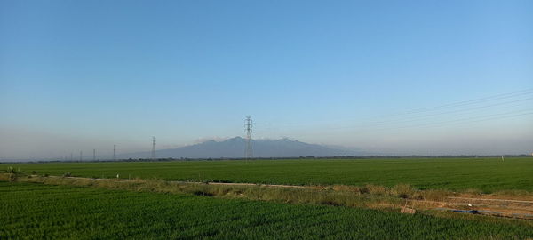 Scenic view of field against clear sky