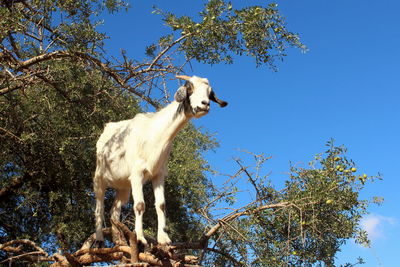 Low angle view of goat on tree against clear sky