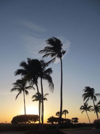 Palm trees at sunset