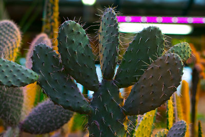 Close-up of prickly pear cactus