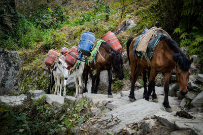 Horses on rocky landscape