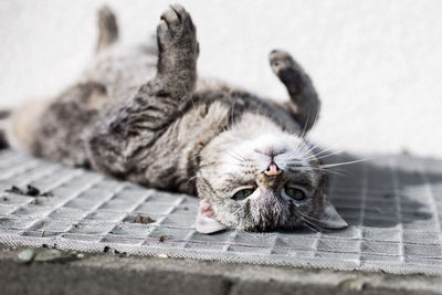 Cat resting on a wall