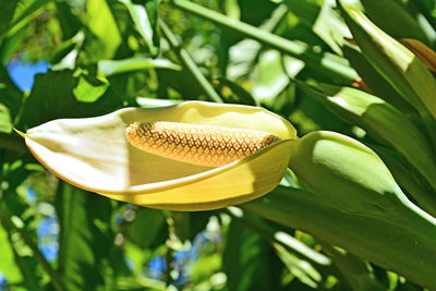 Close-up of flowering plant