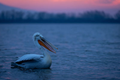 Close-up of pelican on lake