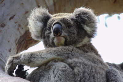 Close-up portrait of a koala looking down