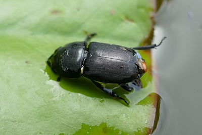 Close-up of insect on leaf