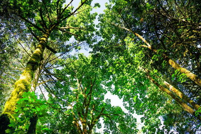 Low angle view of trees in forest