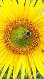 Close-up of honey bee on sunflower