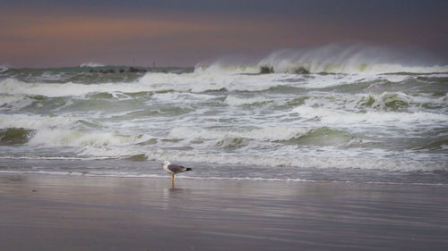 View of bird on beach