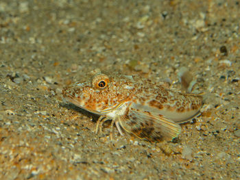 Close-up of fish swimming in sea