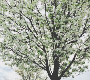 Low angle view of trees