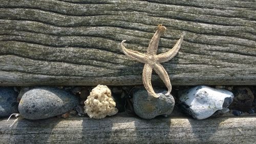 Close-up of dead starfish attached on wooden old railing