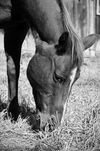 Close-up of horse on field