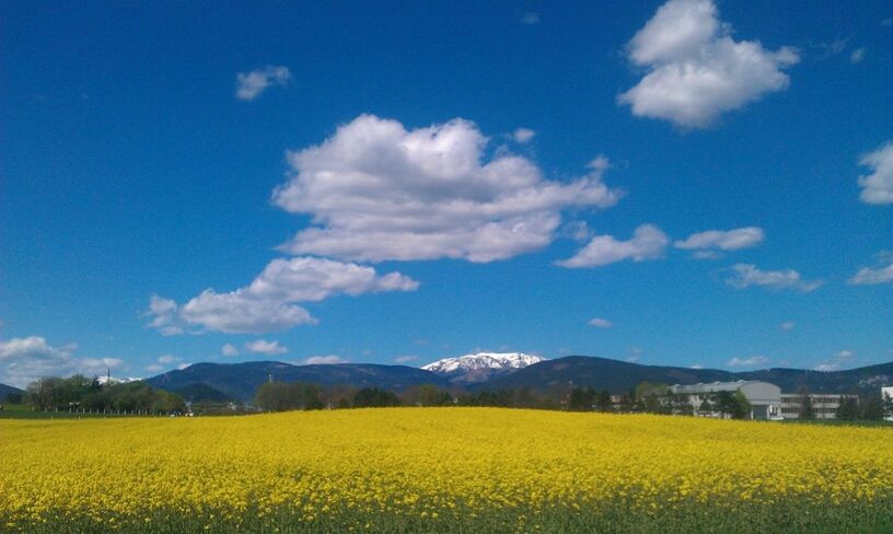 yellow, beauty in nature, landscape, flower, agriculture, rural scene, field, tranquil scene, scenics, sky, growth, tranquility, nature, farm, oilseed rape, freshness, crop, cloud, blue, cloud - sky