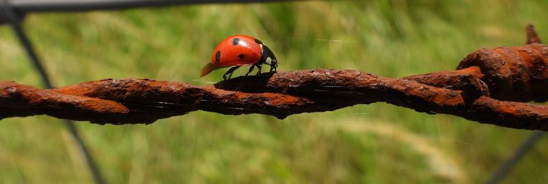 Close-up of ladybug on leaf