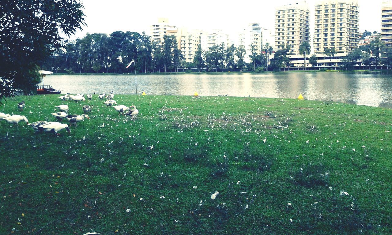 water, building exterior, architecture, built structure, city, grass, growth, park - man made space, river, tree, clear sky, plant, day, green color, skyscraper, no people, outdoors, reflection, nature, lake