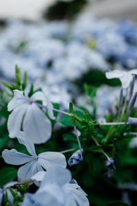 Close-up of plant