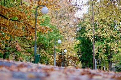 Trees in forest during autumn