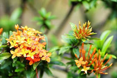 Close-up of orange marigold flowers