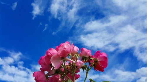 Low angle view of pink rose against sky