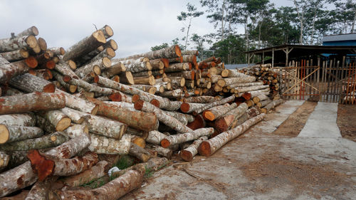 Stack of logs in forest