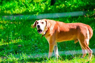 Dog standing on grassy field