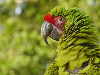 Close-up of parrot