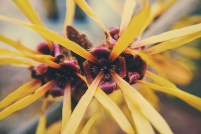 Close-up of yellow flower