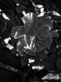 Close-up of flowering plant