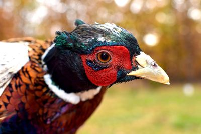 Close-up of a bird