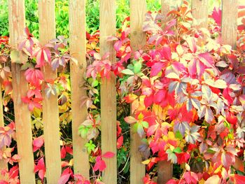 Red flowers growing on tree