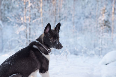 Black dog on snow covered land