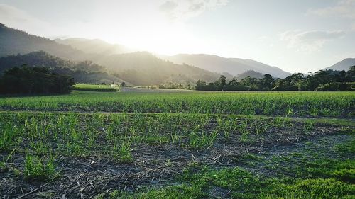 Scenic view of landscape against sky