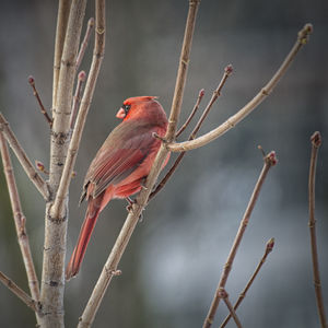 Close-up of bird