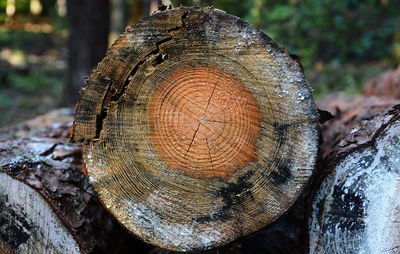 Close-up of tree stump