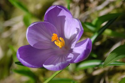 Close-up of purple crocus blooming outdoors