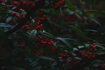 Close-up of red berries growing on tree