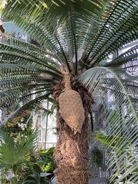 Low angle view of palm tree against plants