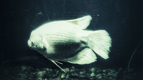 Close-up of fish underwater