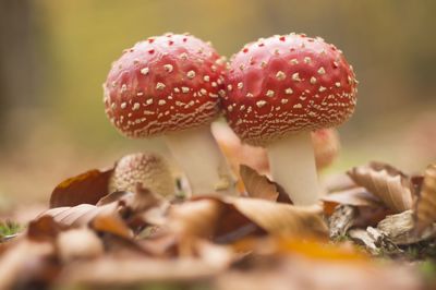 Close-up of fly agaric mushroom