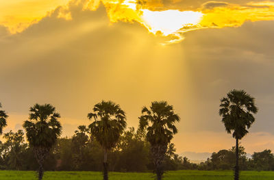 Trees on field against sky during sunset