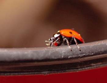 Close-up of ladybug