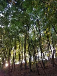 Low angle view of bamboo trees in forest