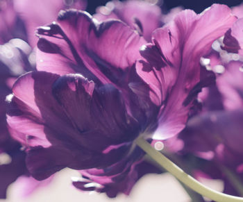 Close-up of flowers blooming outdoors