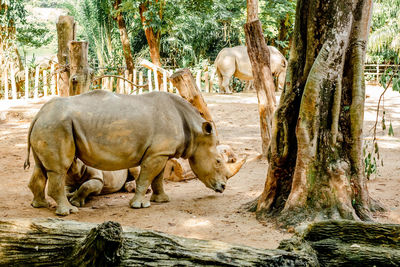 Horses in a zoo